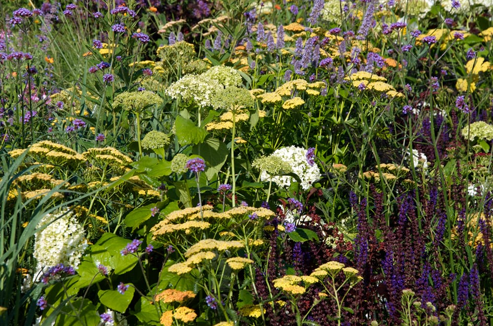 Hampton Court Flower Show 2018 – RNIB Community Garden designed by Steve Dimmock